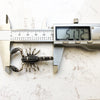 Black Scorpion Pendant - 925 Sterling Silver Jewelry - EverlyCrafted